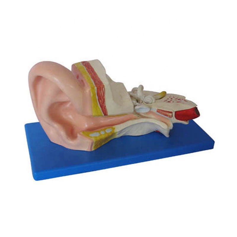 ear model/Magnified Internal Ear Dissection Model/anatomical ear model