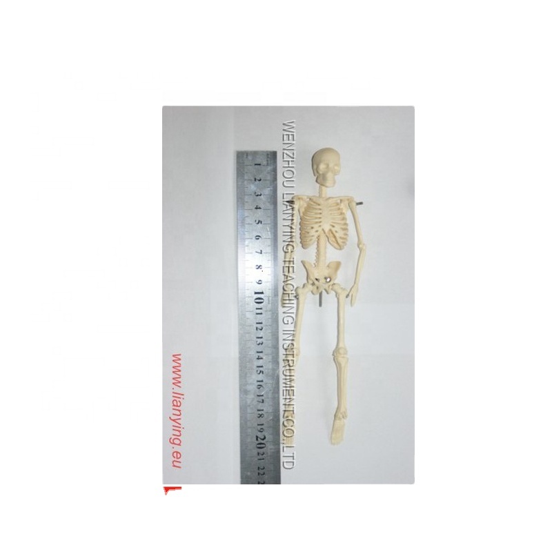 Factory Supply Spine Model - 20cm plastic human skeleton model – Lianying