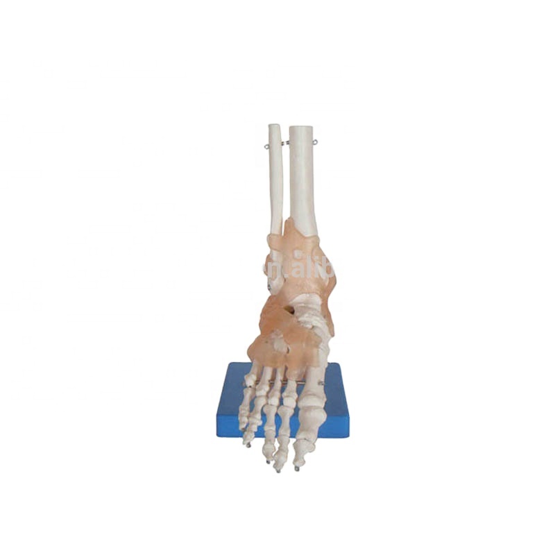Life-size foot joint model with ligaments