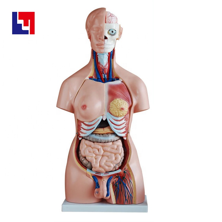 unisex male female 85cm human anatomy torso model