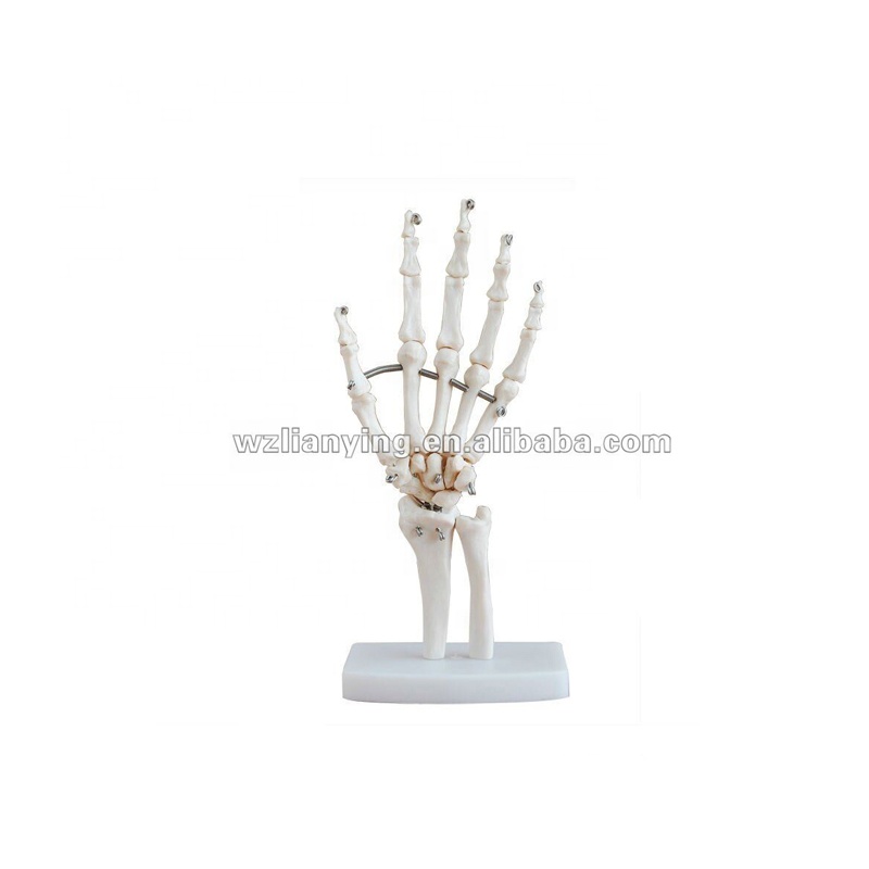 Life-size hand joint skeleton model