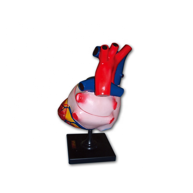Human Heart Model/Colorful and dissectible model of Human Heart/Anatomical Human Heart Model