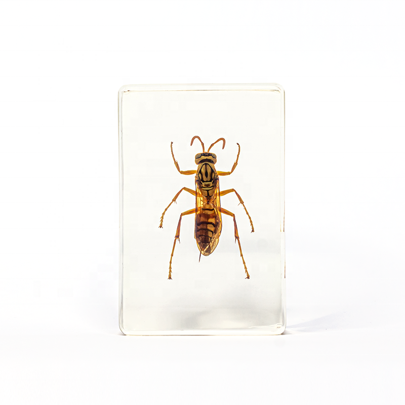 transparent wasp hornet resin specimen for teaching