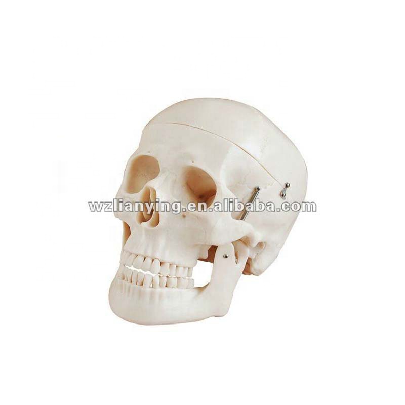 China Cheap price Human Skeleton Model - Miniature Plastic Skull For Sale – Lianying