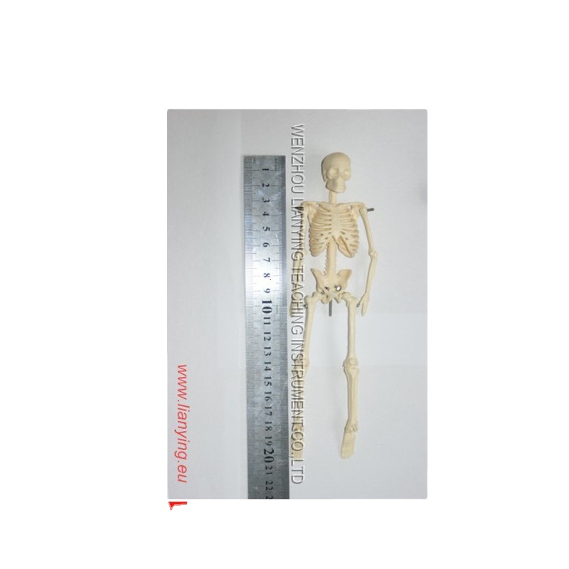 High reputation Biological Microscope - 20cm human anatomical skeleton model – Lianying
