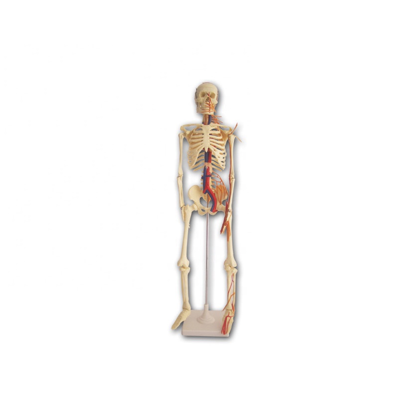 artificial anatomy bones human skeleton with nerves