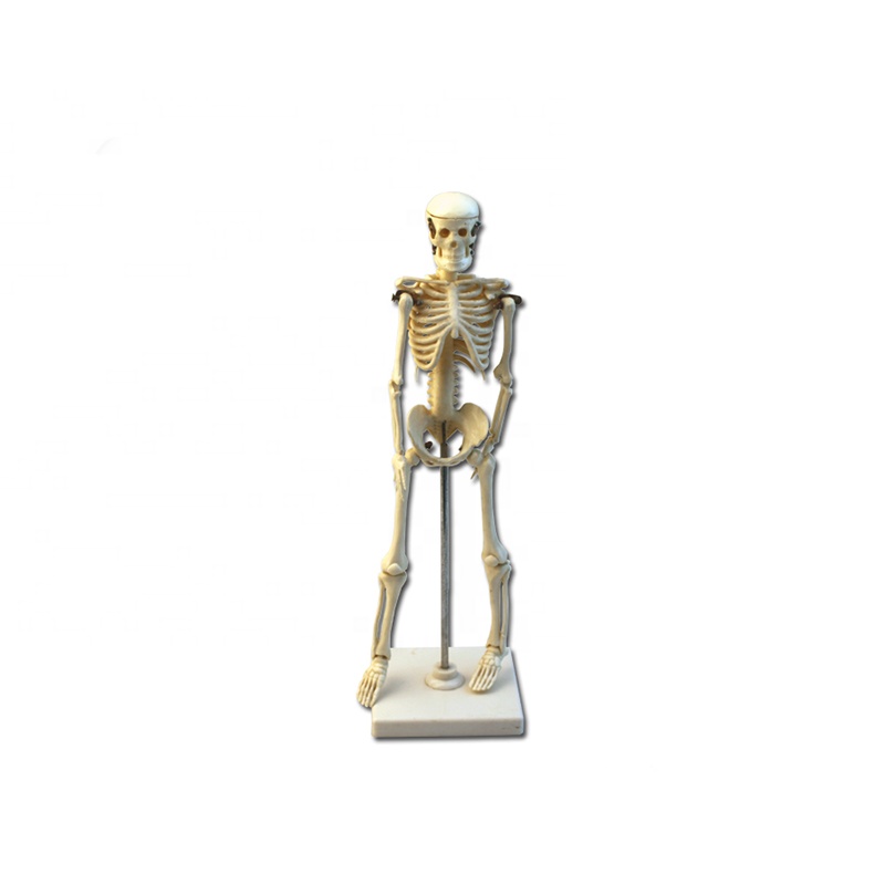 Bottom price Biological Specimen - PVC 45cm human skeleton model – Lianying