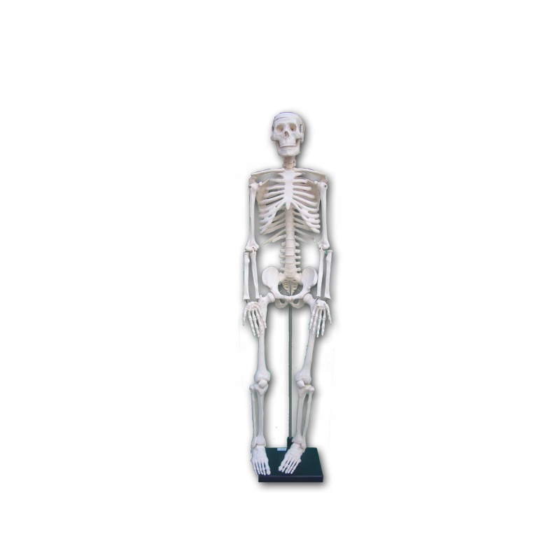 High Quality Anatomical Model - 170cm PVC Life Size Medical Teaching Model Human Skeleton – Lianying