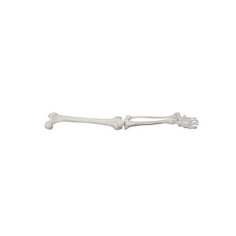 CE ISO certificate Life-size lower extremity skeleton