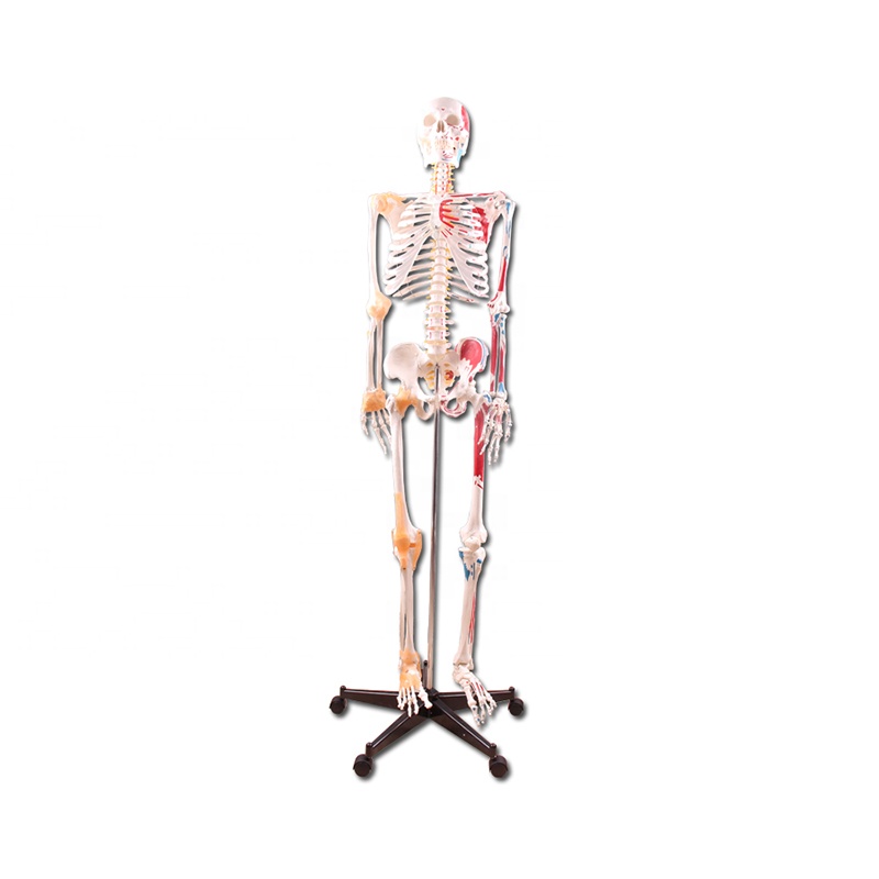 Fast delivery Biological Apparatus - Skeleton with muscles and ligaments 180cm Tall – Lianying