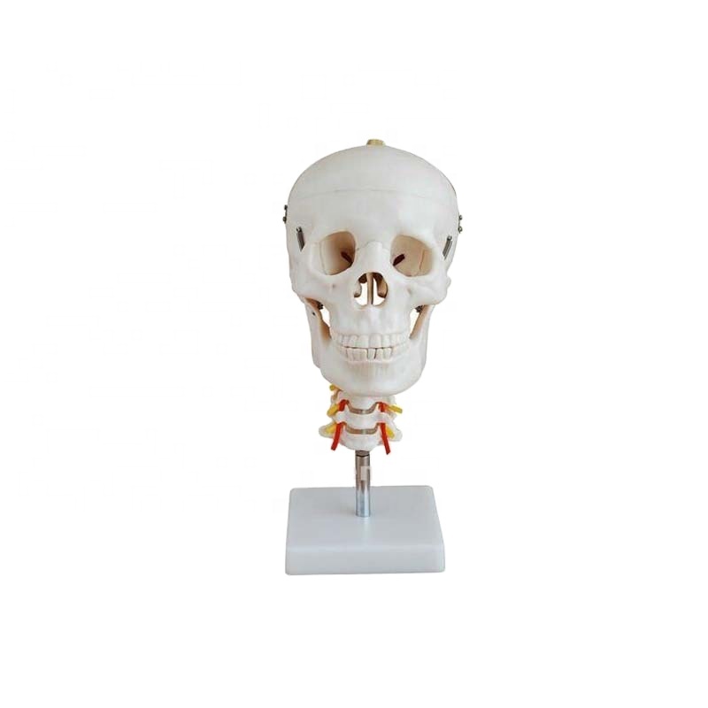 Plastic skull model with cervical spine