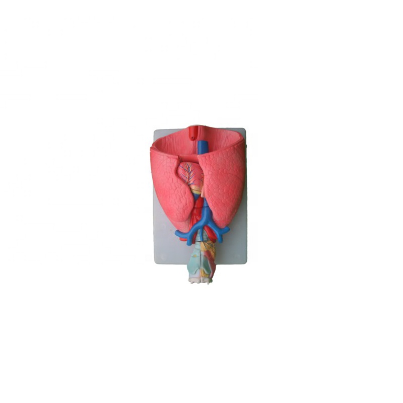 Larynx / heart and lung model / Throat, heart, lung model / anatomical model