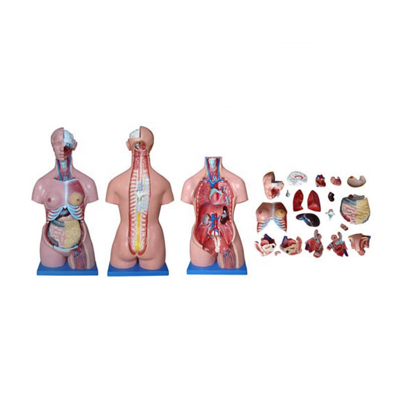 Bottom price Biological Specimen - 85cm 23 Parts human anatomy unisex body torso model – Lianying