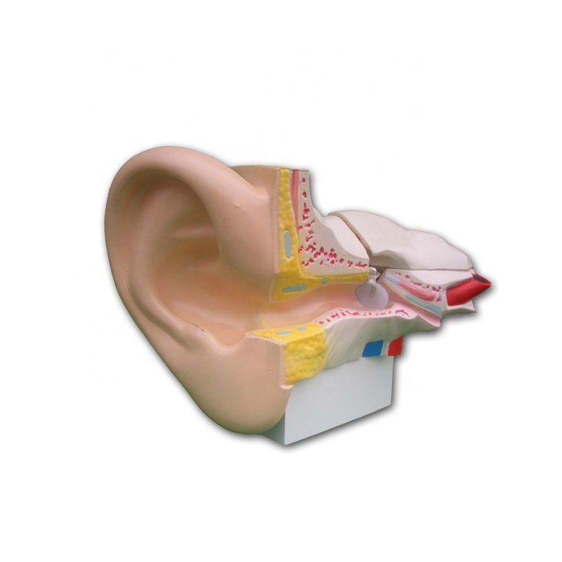 5 times life size human anatomic soft silicon ear model