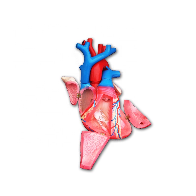life size anatomical -Human Heart Model/PVC heart medical model
