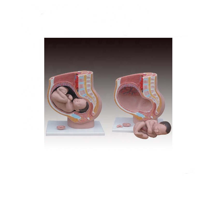 100% Original Biological Instrument - Human female pelvis model(4 part) – Lianying