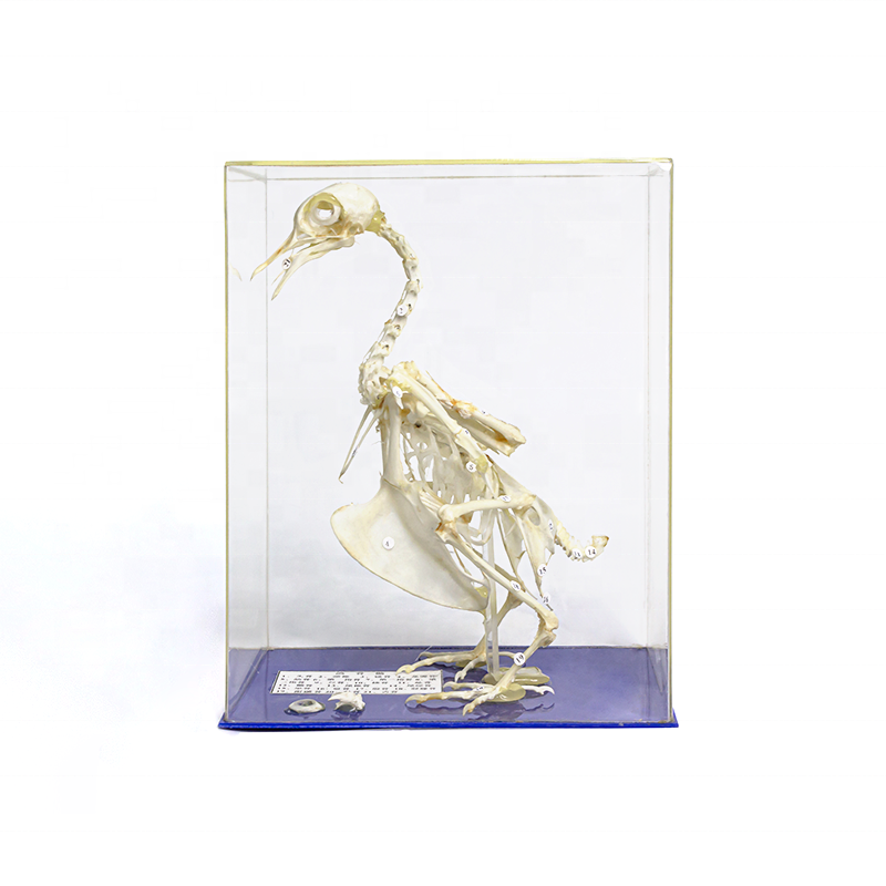 Hot New Products Heart Anatomy Model - pigeon skeleton specimen for teaching instrtument – Lianying