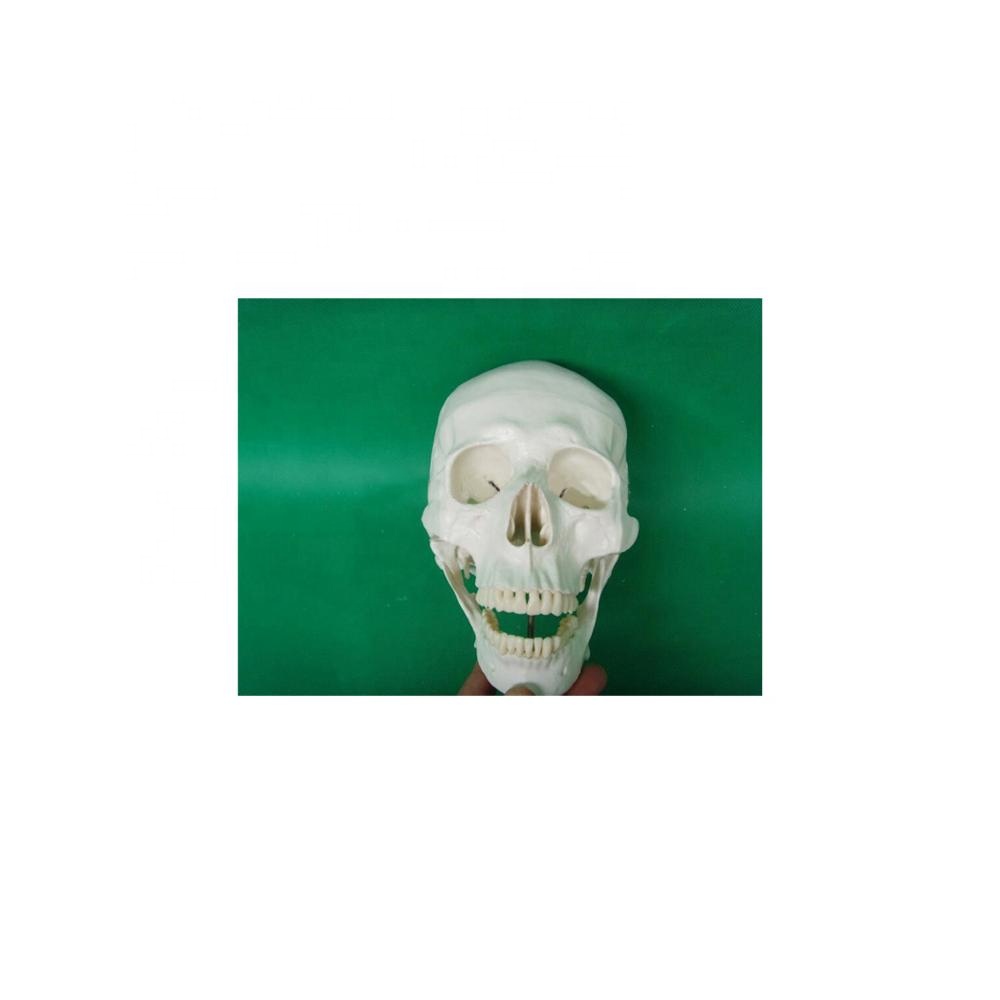 Life-Size Plastic Skull Model For education