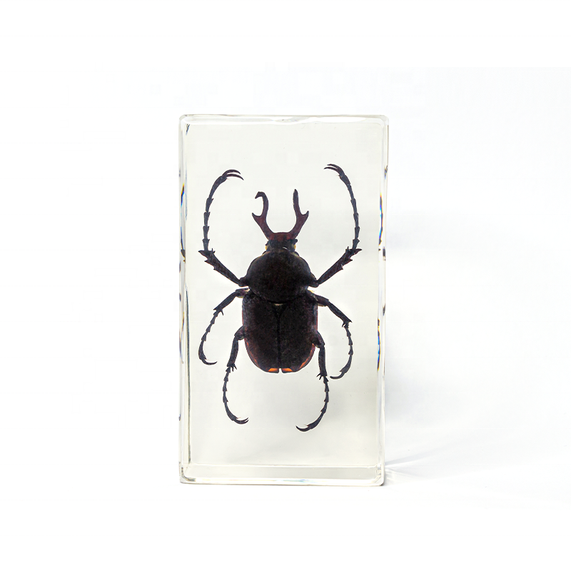 transparent Large beetle resin specimen for teaching
