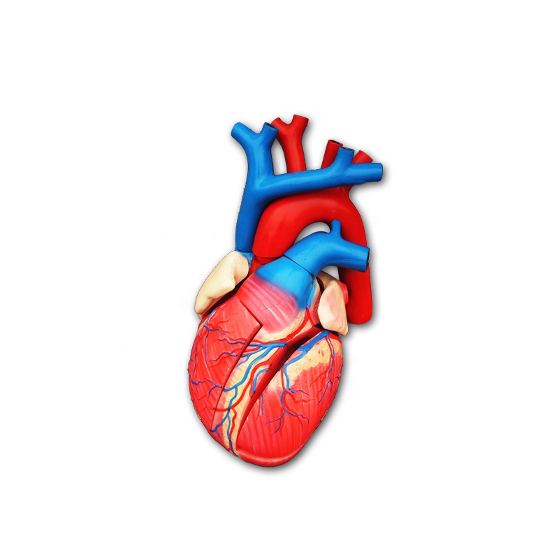 Life-Size Anatomical -Human Heart Medical Model