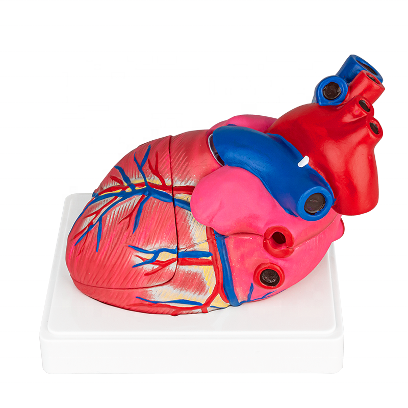 OEM/ODM China Torso Anatomy Model - Human Heart Model/Colorful and dissectible model of Human Heart/Anatomical Human Heart Model – Lianying