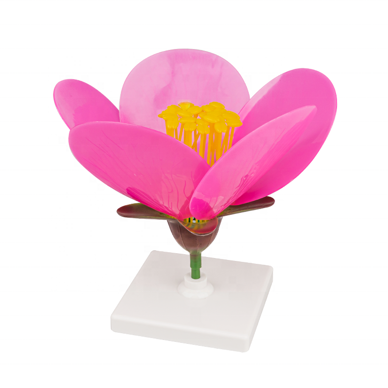 new arrival 3d educational peach blossom model for Botany