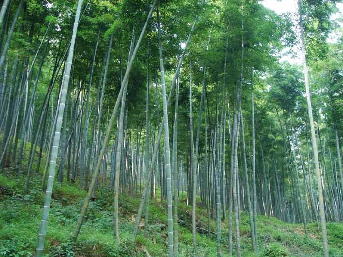 The Distribution of Chinese Bamboo？