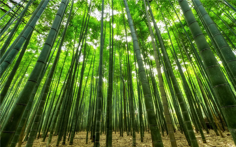 Why bamboo is considered a better processing material than wood?