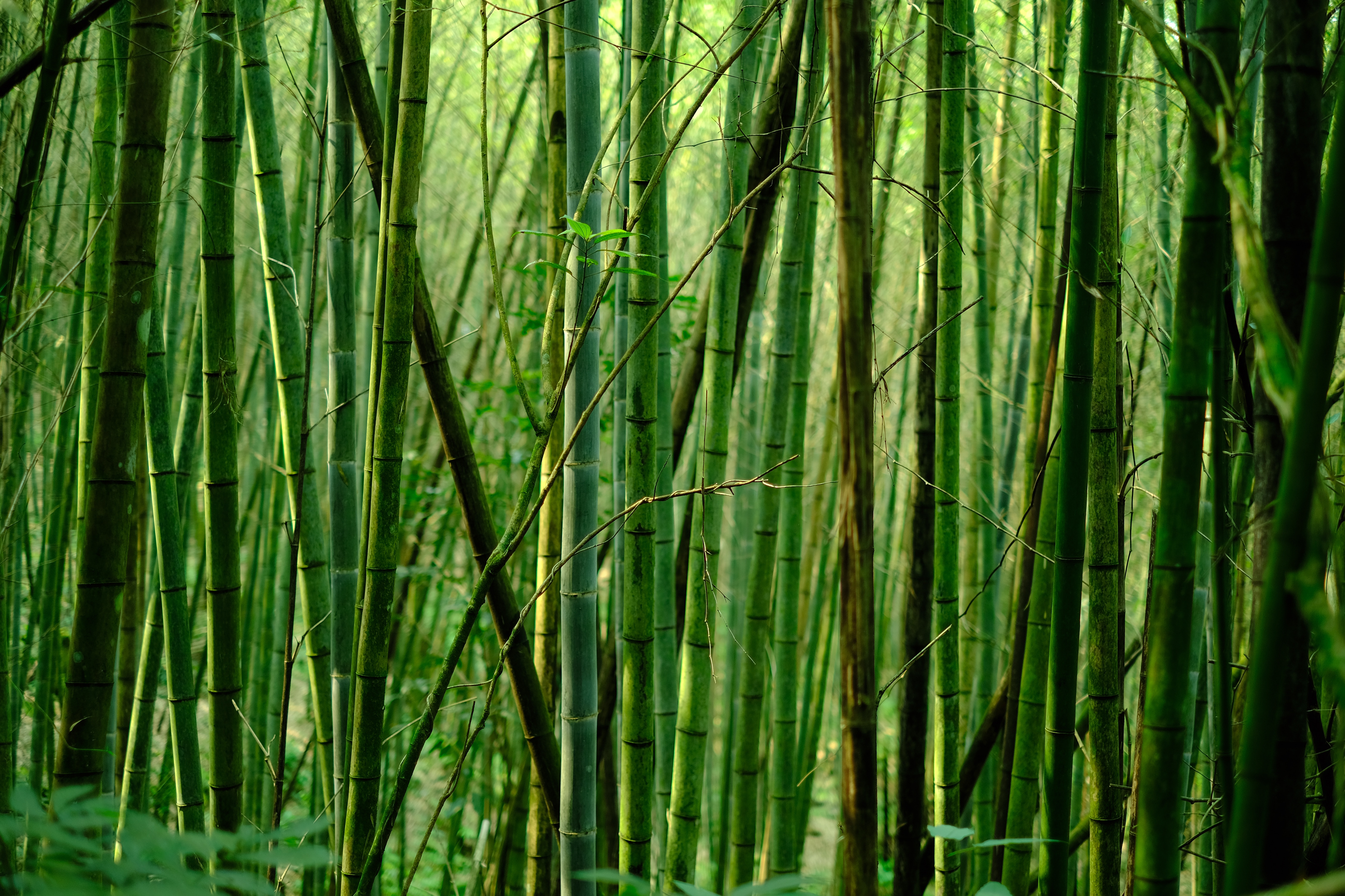 The Multifaceted Benefits of Bamboo: A Versatile Plant for Architecture, Crafts and Environmental Protection