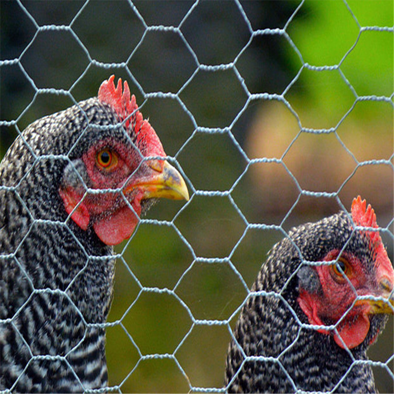 Hexagonal Chicken Wire mesh /Chicken wire netting