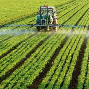 High Quality Pesticide Intermediates Intermedios de plaguicidas