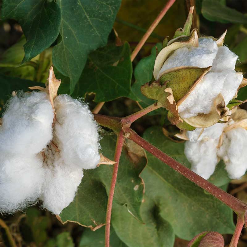 The Difference Between Organic Cotton And Pure Cotton