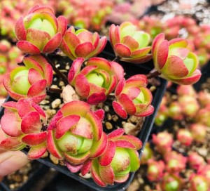 Succulent Plant Greenovia “small Balls “