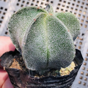 Cactus Astrophytum myriostigma