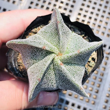 Cactus Astrophytum myriostigma Featured Image