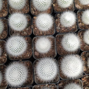 Cactus Plant Notocactus Scopa