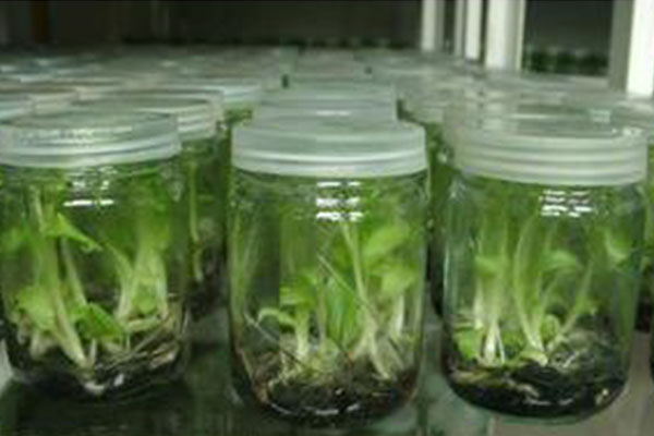 How should the newly received tissue culture seedlings be treated?