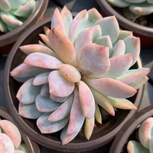Succulent plant Echeveria ‘Monroe’