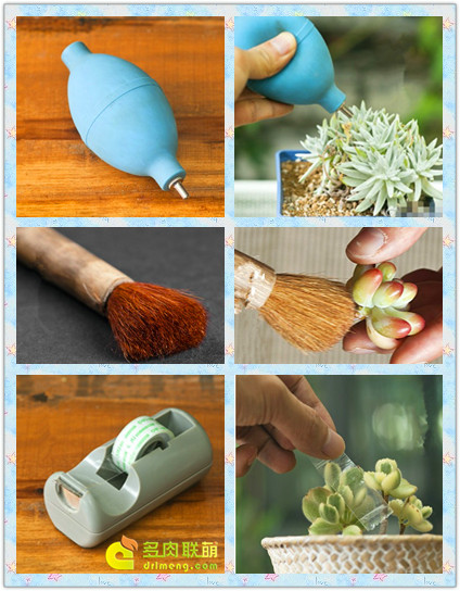 How to clean succulents