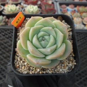 Succulent Plant Echeveria ‘Pure Love’