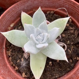 Succulent Echeveria “Dudleya pulverulenta”
