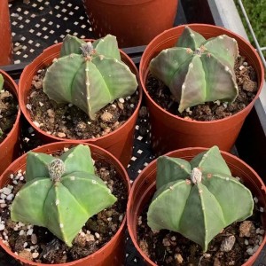 Cactus Plant Astrophytum myriostigma