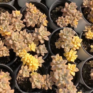 Graptoveria Titubans variegated cluster