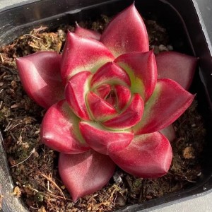 Succulent Echeveria “Red Knight”
