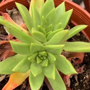 Succulent Plant Echeveria “Pameri”