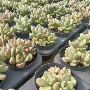 Succulent Plant Echevria “Avocado”