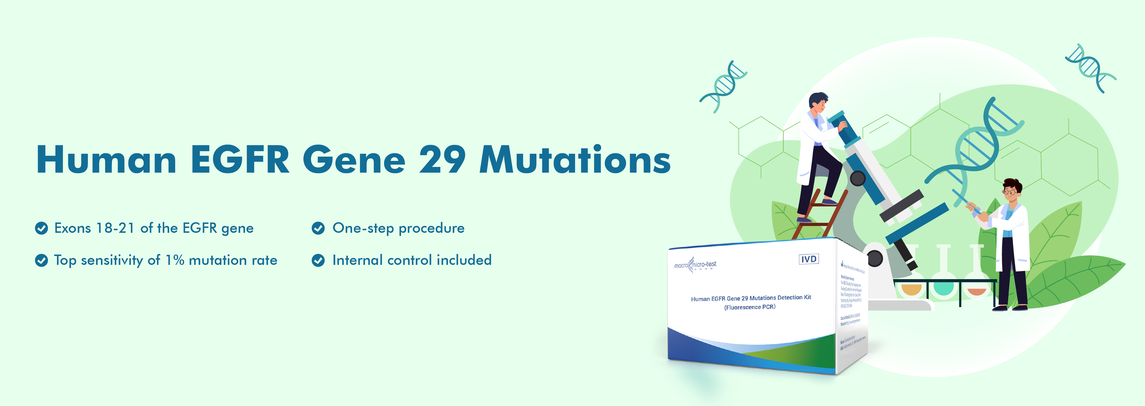 Human EGFR Gene 29 Mutations
