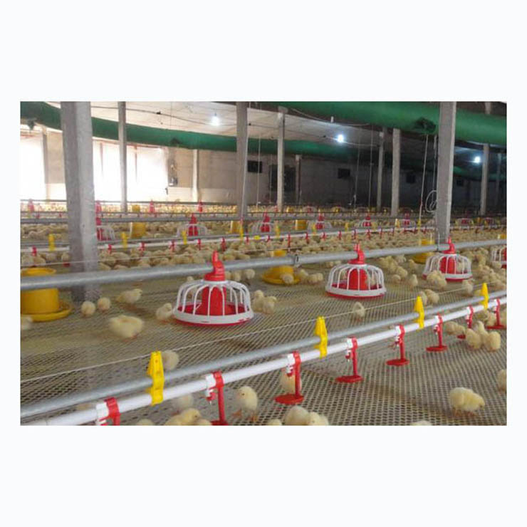 Floor Feeding System For Chicken House