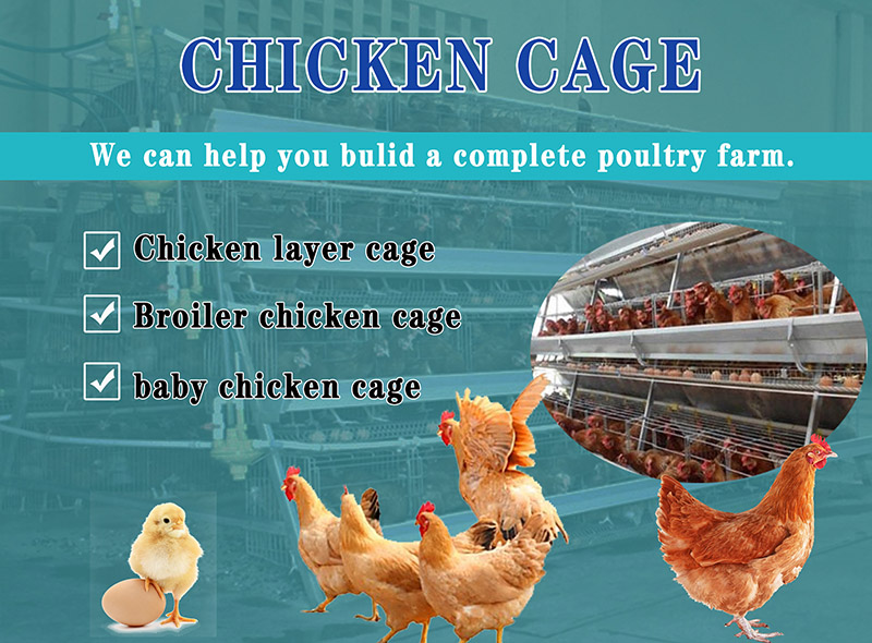 This article will introduce to you what kind of cages are needed to raise healthy chickens