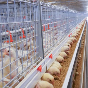 China New Product High Quality Automatic Chicken Cage - Automatic H Type Baby Chicken Cage   – Motong
